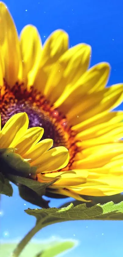 Close-up of a sunflower against a clear blue sky in a vibrant mobile wallpaper.