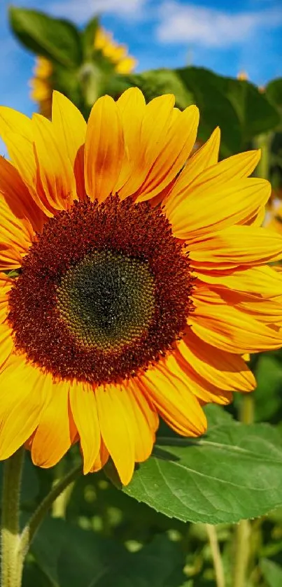 Vivid yellow sunflower against a clear blue sky.