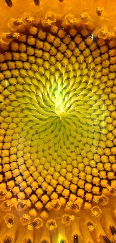 Close-up of a vibrant sunflower with intricate yellow petals.