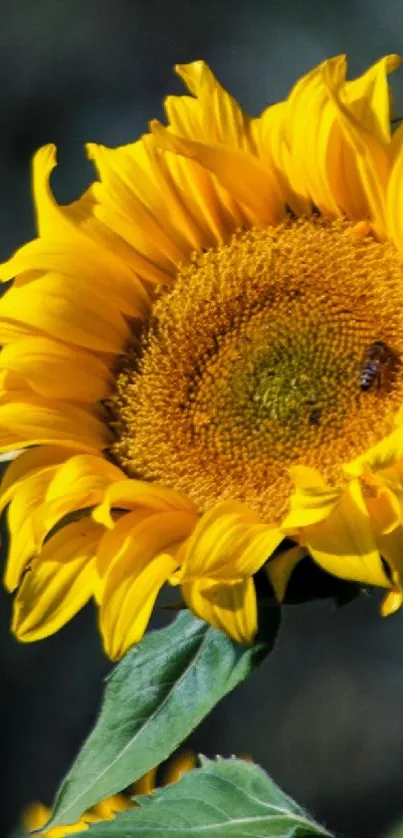 Vibrant sunflower with bright yellow petals against a blurred background.