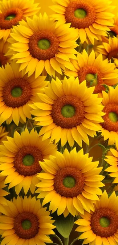 Vibrant yellow sunflower wallpaper with blooms in a natural setting.