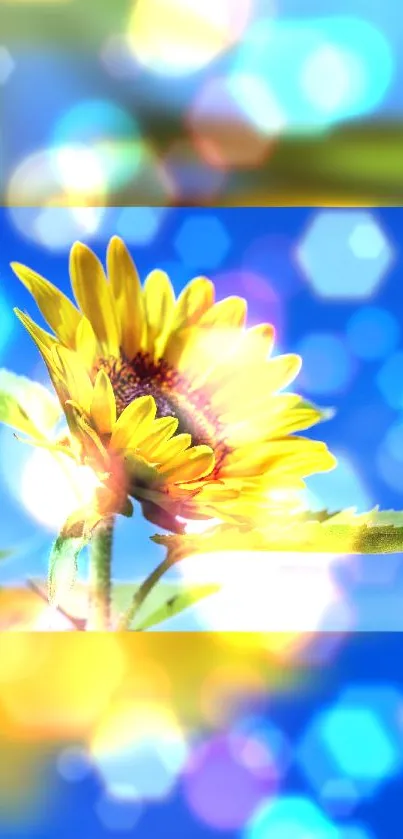 Bright sunflower with bokeh lights on a blue sky background wallpaper.