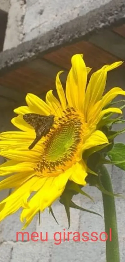 Yellow sunflower with butterfly on gray background.