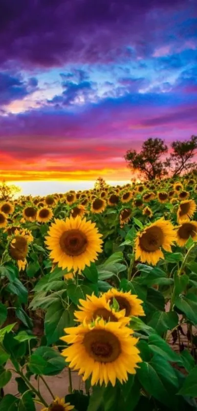 Sunflower field at sunset with vibrant sky.