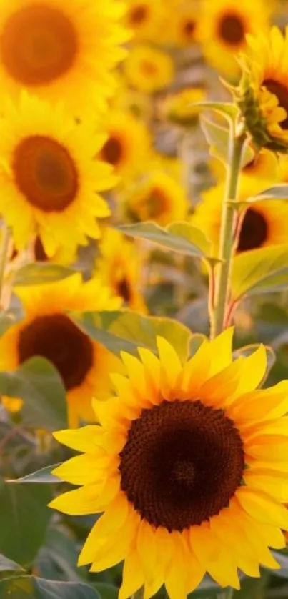 Sunflower field mobile wallpaper with bright yellow blooms and lush green leaves.