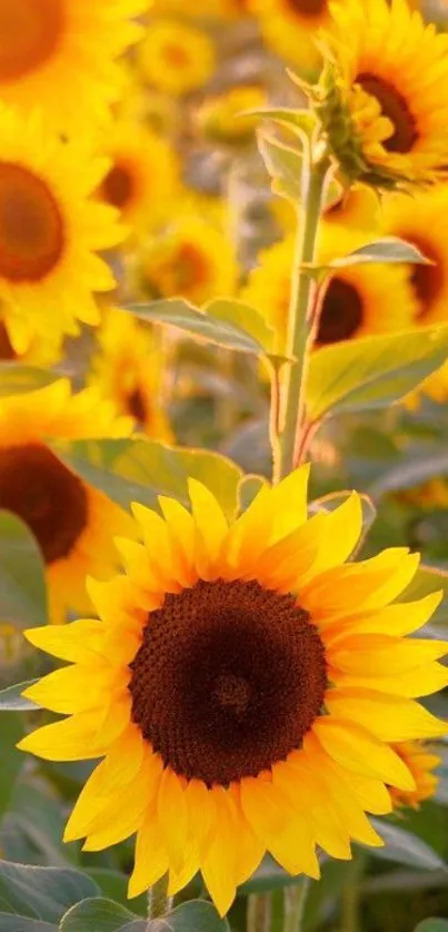 Bright sunflower mobile wallpaper with lush green background.