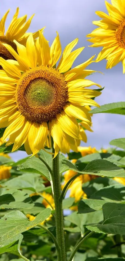 Vibrant sunflowers with green leaves against a summer sky.