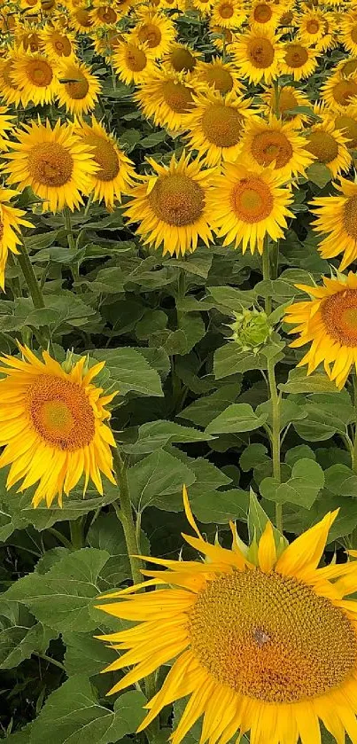 Vibrant sunflower field with yellow blooms and green leaves.