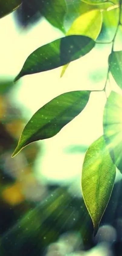 Sunlit green leaves and radiant sunlight on phone wallpaper background.