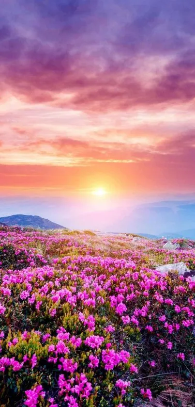 Vibrant sunset over a field of flowers, creating a serene and colorful landscape.