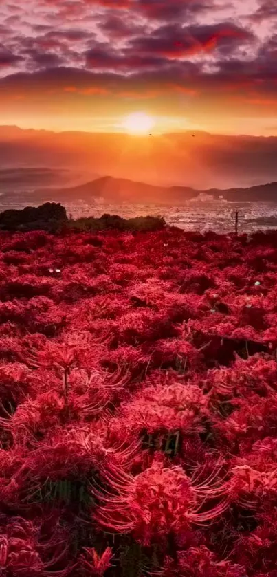 Vivid sunset over a field of red flowers with mountain backdrop.