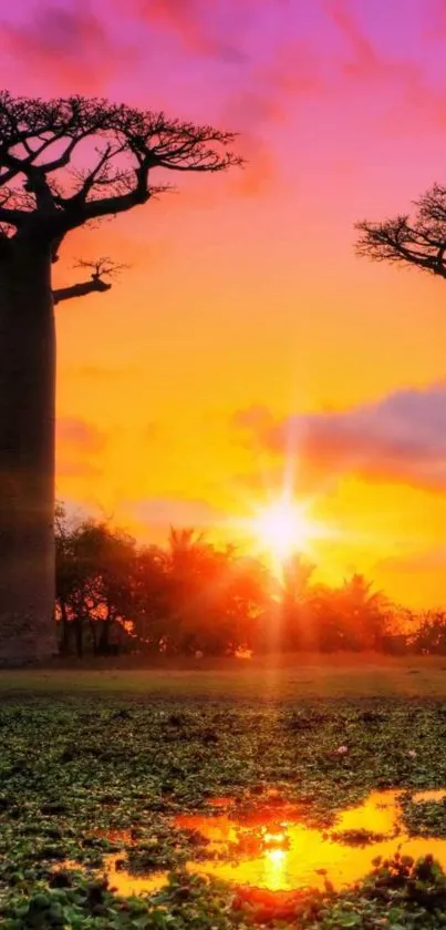 Stunning sunset over baobab trees with vibrant orange sky.