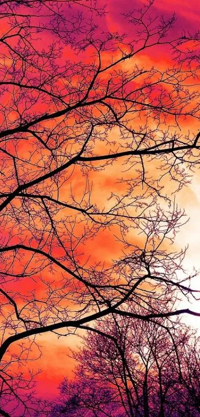 Silhouetted tree branches against a vibrant orange sunset sky.