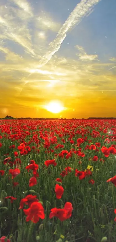 Vibrant sunset over a red poppy field.