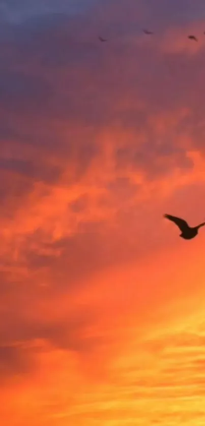 Vibrant sunset sky with flying bird silhouettes; perfect mobile wallpaper.