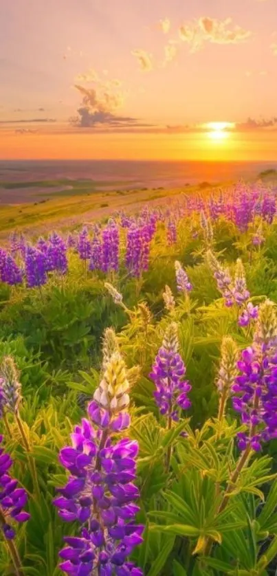 Purple flowers in a sunset-lit field with a serene horizon.