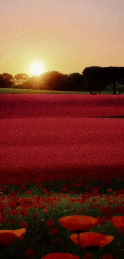 Sunset over a red poppy field with trees at the horizon.