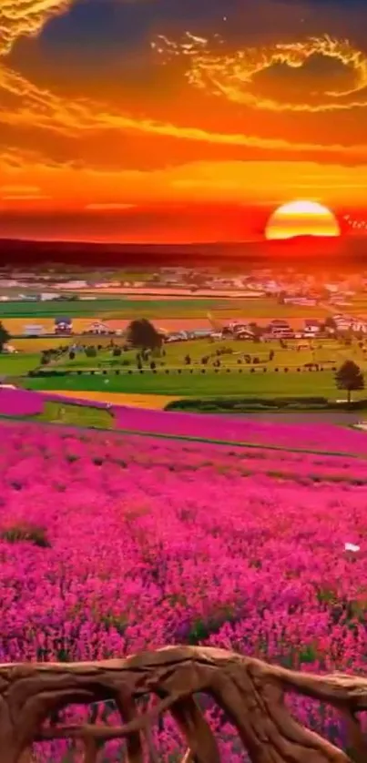 Vibrant sunset over pink fields with a clear sky.