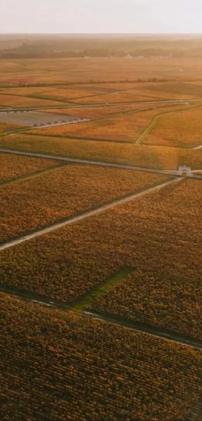 Aerial view of farmland at sunset with golden hues and intersecting paths.