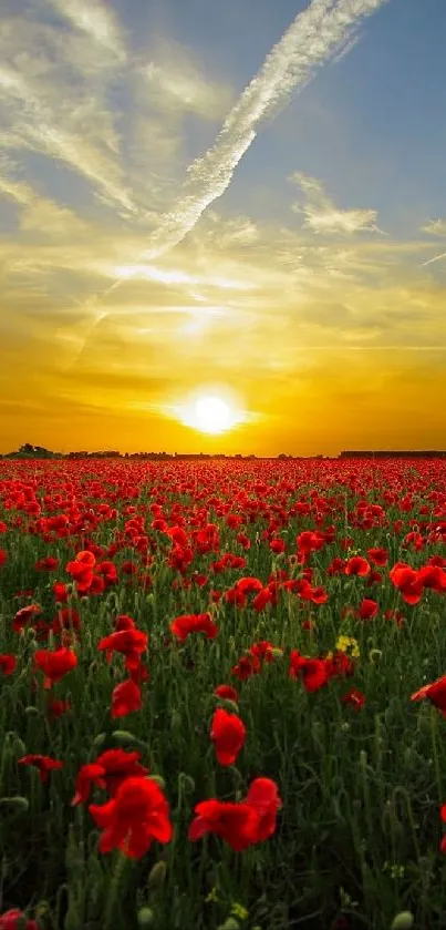 Sunset over a vibrant red poppy field.