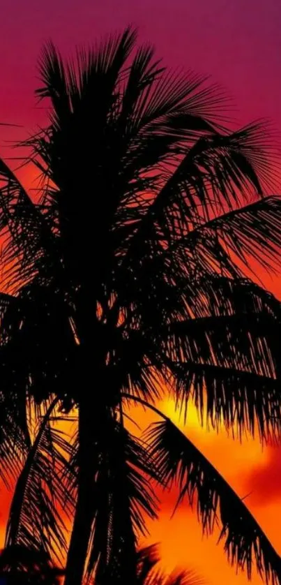 Silhouetted palm tree against vibrant sunset sky.