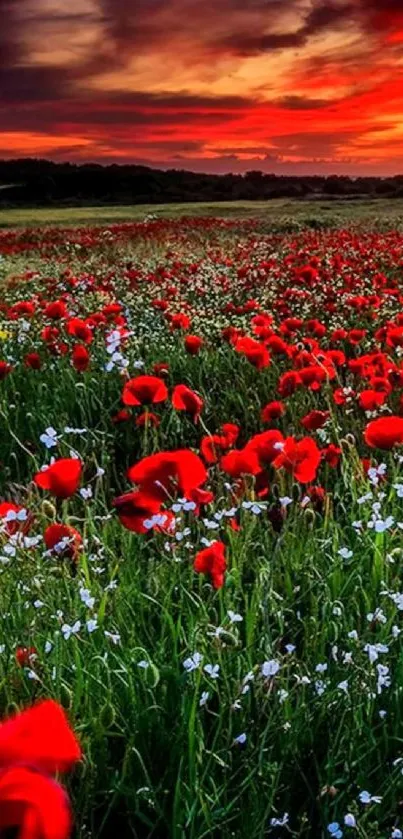 Vivid red poppies in a sunset field landscape wallpaper.