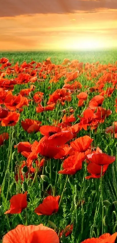 Vibrant sunset over a red poppy field with lush green grass.