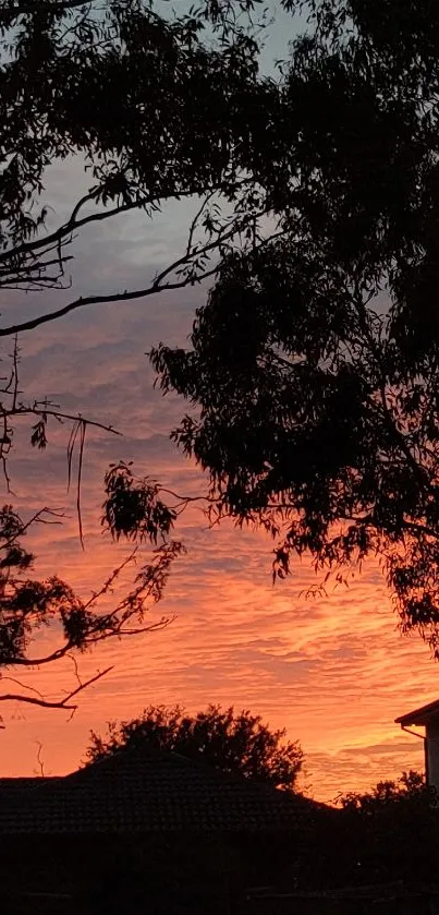 Silhouette of trees against a fiery orange sunset sky.