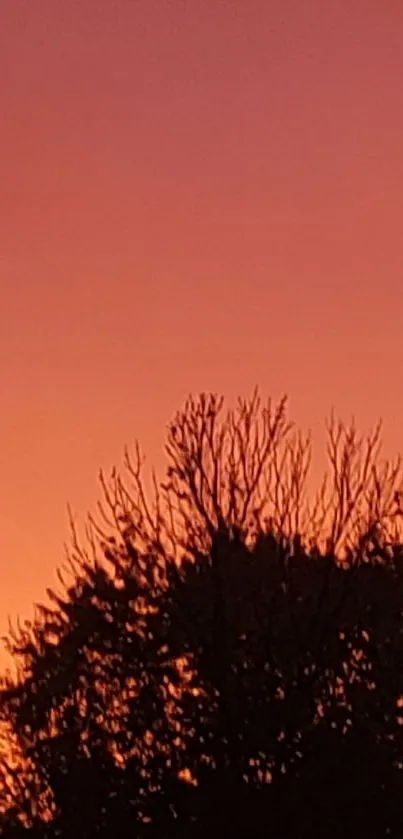 Silhouetted trees against a vibrant orange sunset.