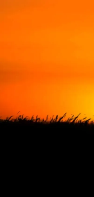 Vibrant sunset silhouette against an orange sky.