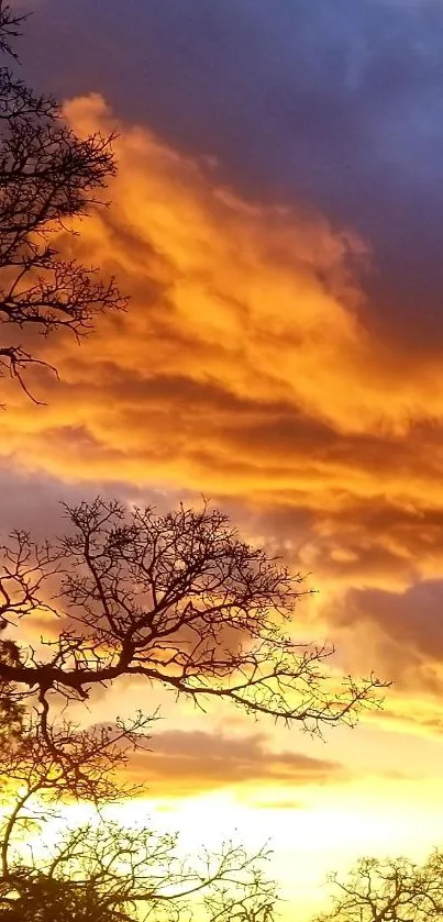 Stunning vibrant sunset with orange clouds and tree silhouettes.