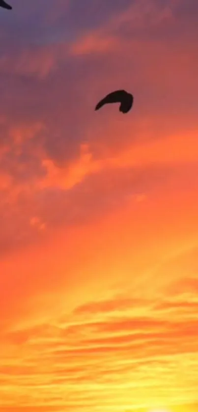 Vibrant sunset with a flying bird silhouette in the orange glowing sky.