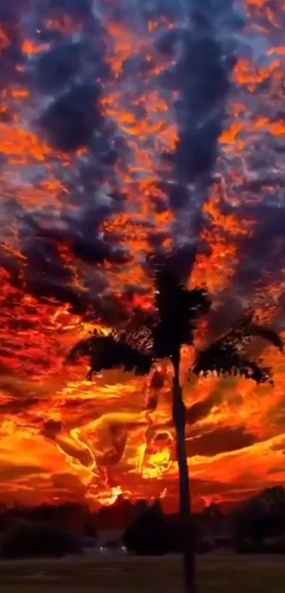 Stunning orange sunset sky with palms silhouetted against fiery clouds.