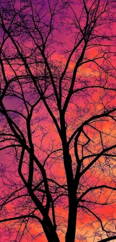 Tree silhouette against a colorful sunset sky with vibrant purple and orange hues.