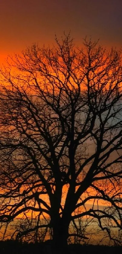 Silhouette of a tree against a colorful sunset sky.