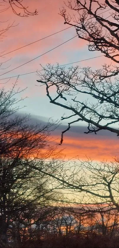 Silhouetted trees against a pink and blue sunset sky.