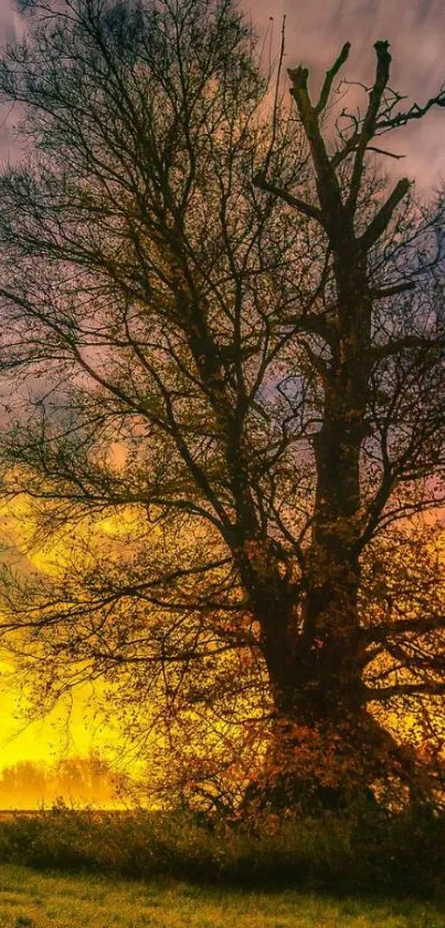 Majestic tree silhouette against vibrant sunset sky.