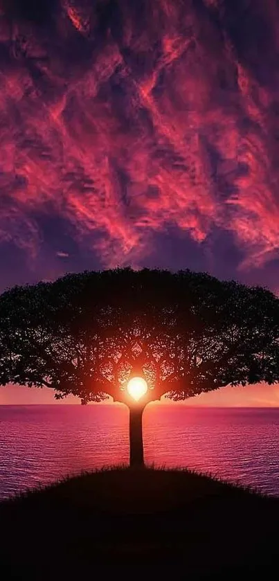 Silhouette of tree with colorful sunset sky in mobile wallpaper.