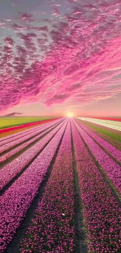 Pink tulip fields under a sunset with vibrant sky.