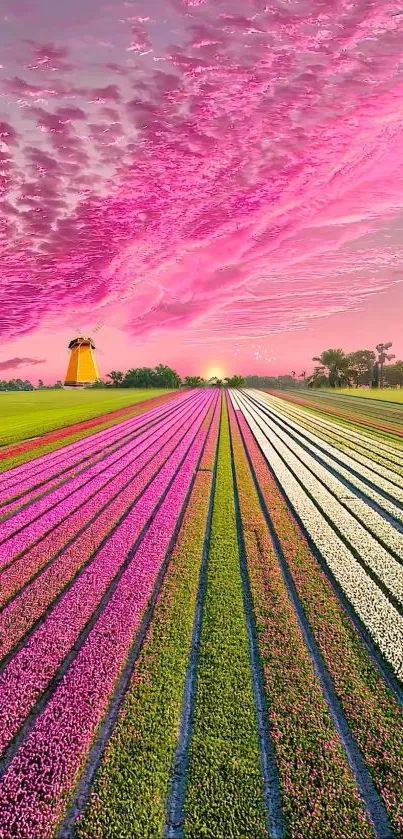 Sunset over vibrant tulip field with a pink sky.