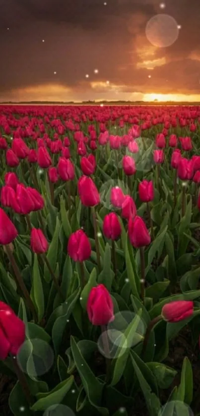 Rows of pink tulips glow under a stunning sunset sky.