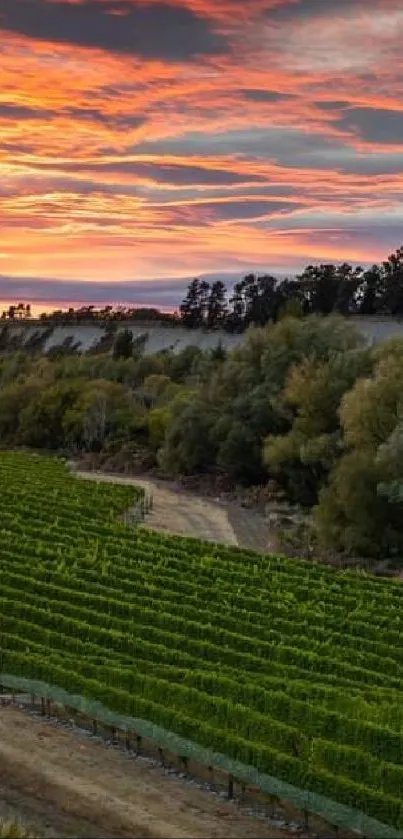 Sunset over vineyard with vibrant sky and lush greenery.