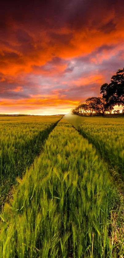 Vibrant sunset over a wheat field with orange sky and green landscape.