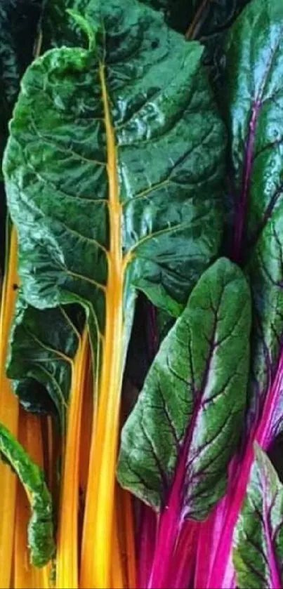 Vibrant Swiss chard with colorful stalks and lush green leaves.