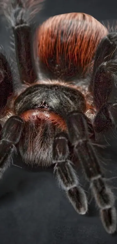 Close-up image of a vibrant tarantula on a dark background.