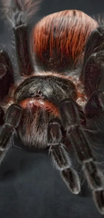 Close-up view of a dark brown and orange tarantula on a wallpaper.