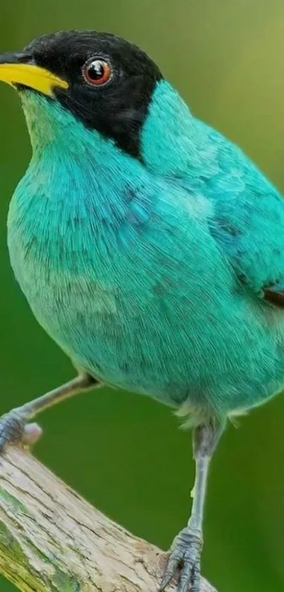 A vibrant teal bird perched on a branch, showcasing tropical beauty.