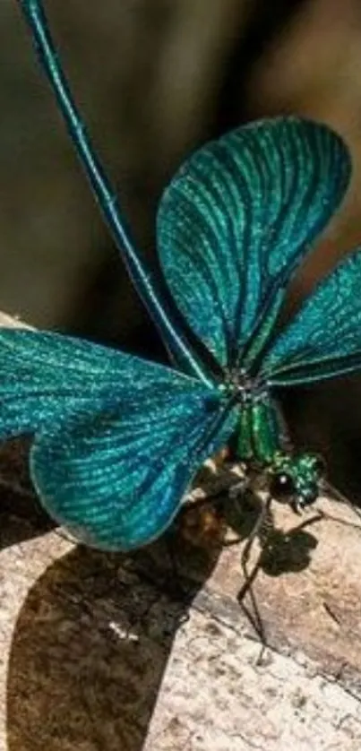 Vibrant teal dragonfly resting on a wooden surface with detailed textures.