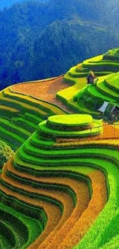 Vibrant terraced fields with green and golden hues.