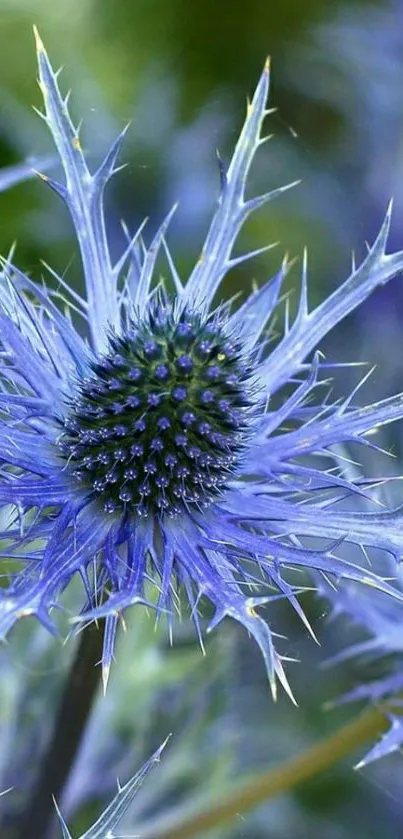 Close-up of a vibrant blue thistle flower with spiky petals.